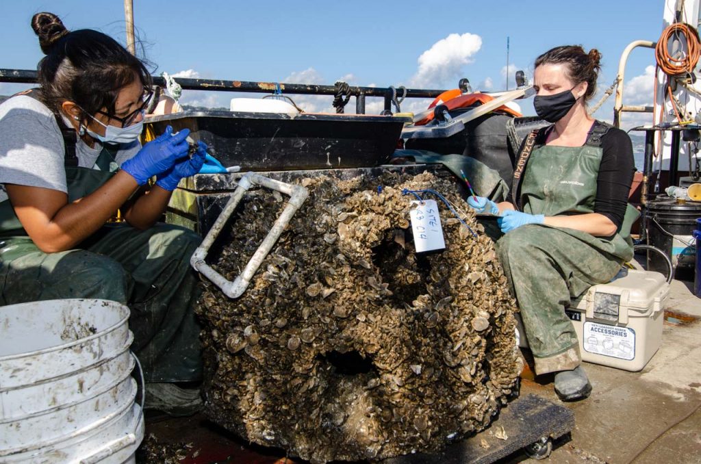 Monitoring Wild Oyster Reef Restoration on the Hudson River