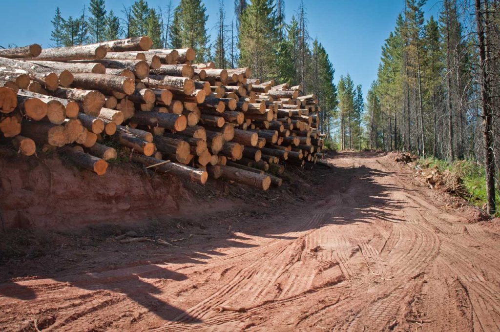 Giant pile of mature lodgepole pine trees cut for biomass energy