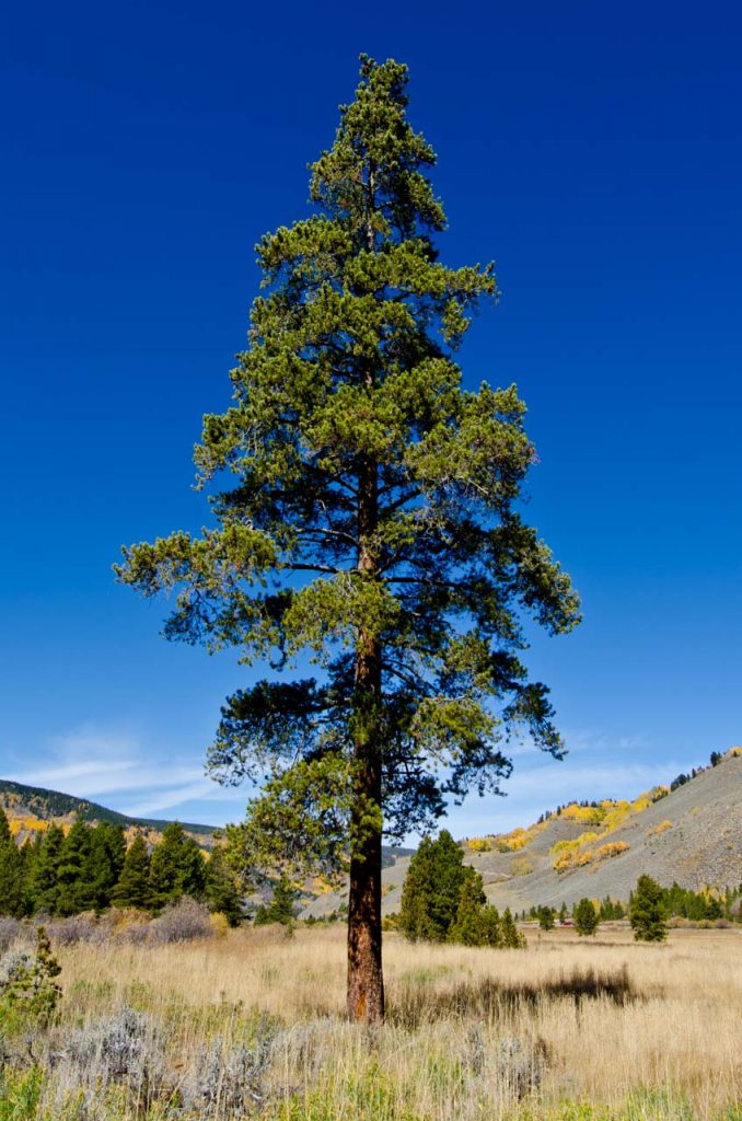 Colorado lodgepole pine tree