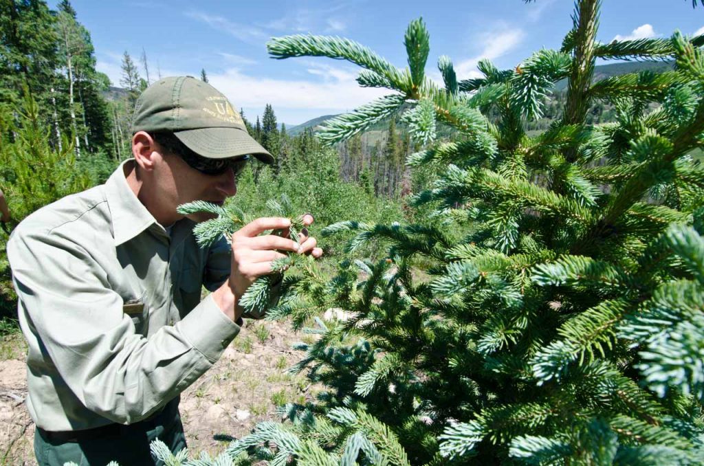 Examining a Blue Spruce