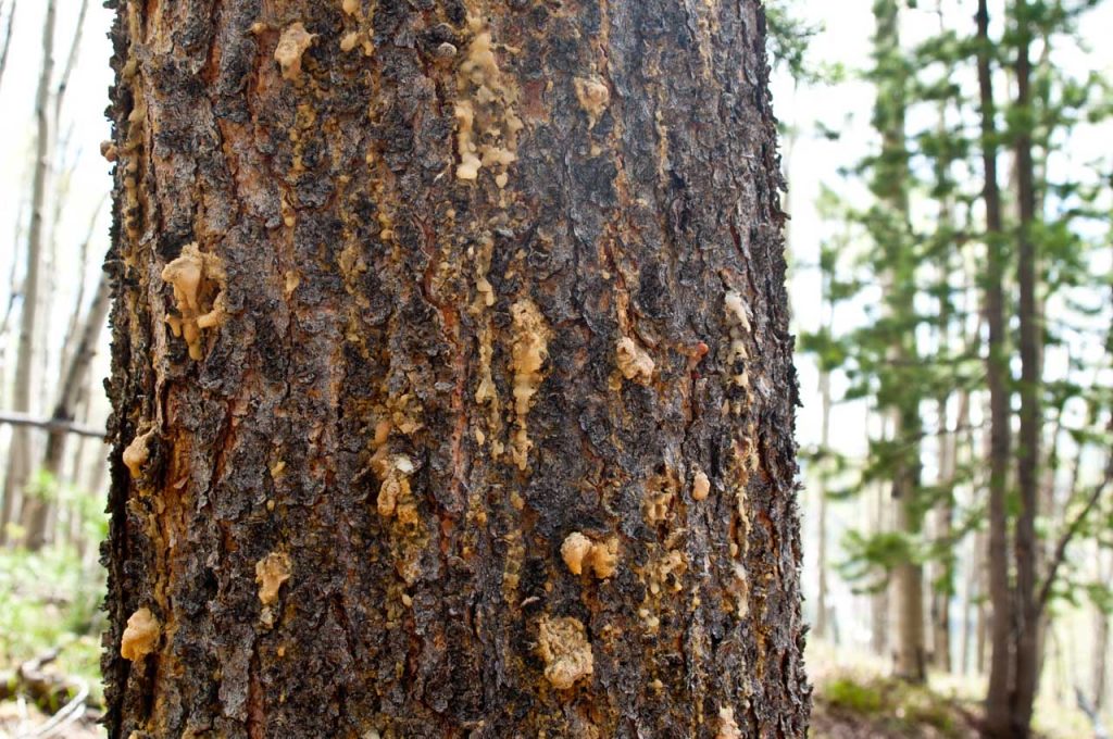 Pitch Outs on a Lodgepole Pine Tree
