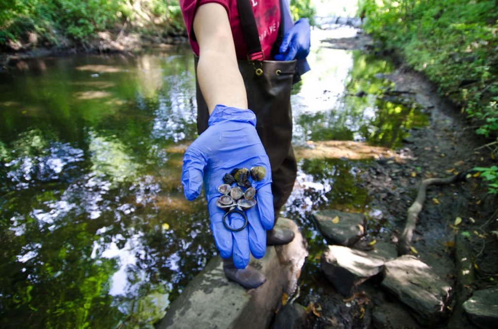 Native clams and plastic pollution on the Bronx River