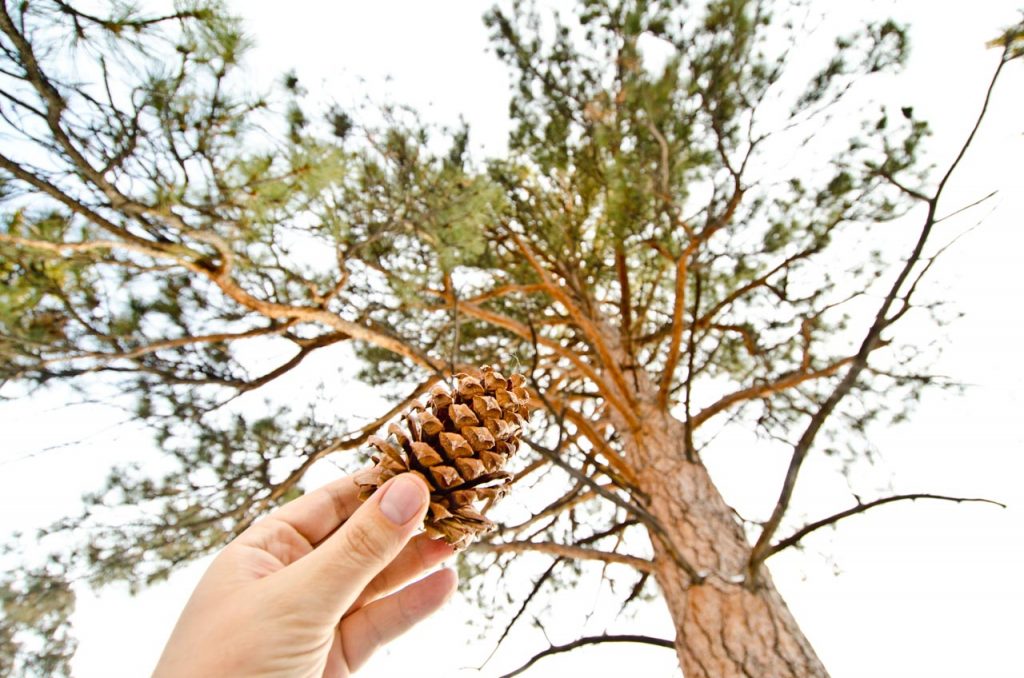 Ponderosa Pine Tree and Cone